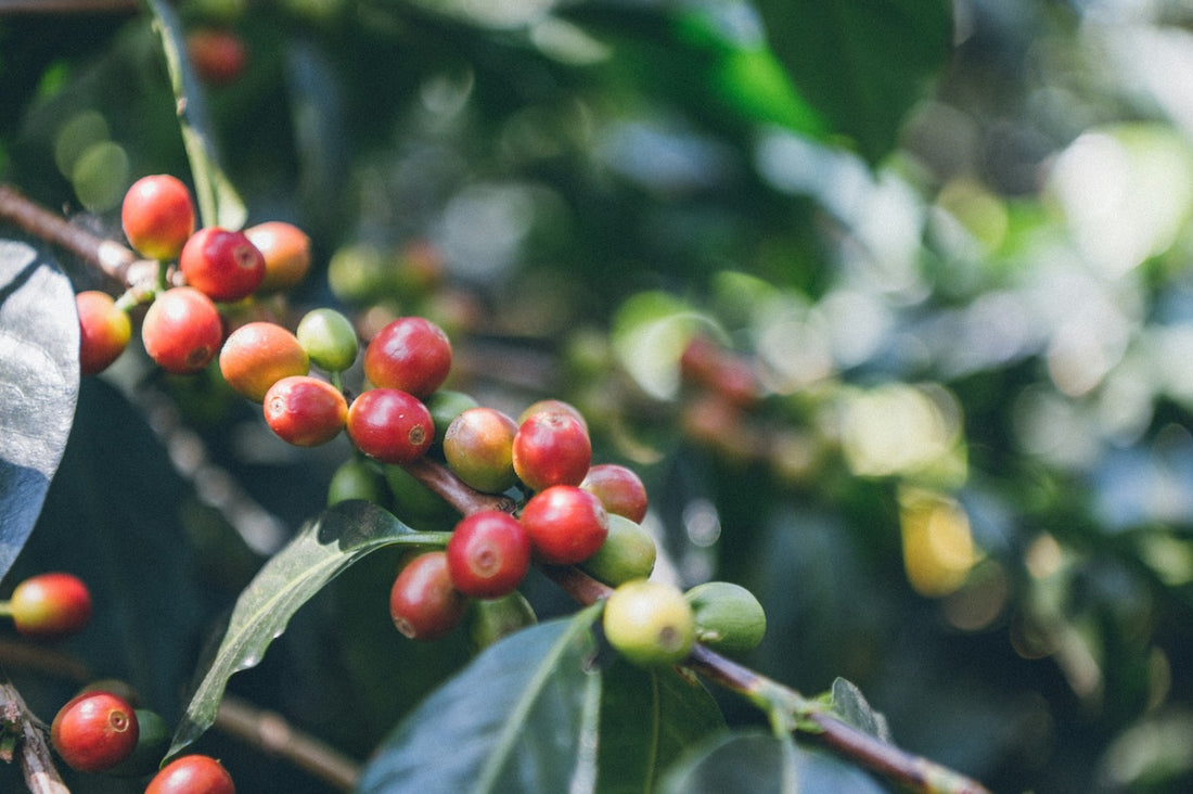 coffee cherries on a branch