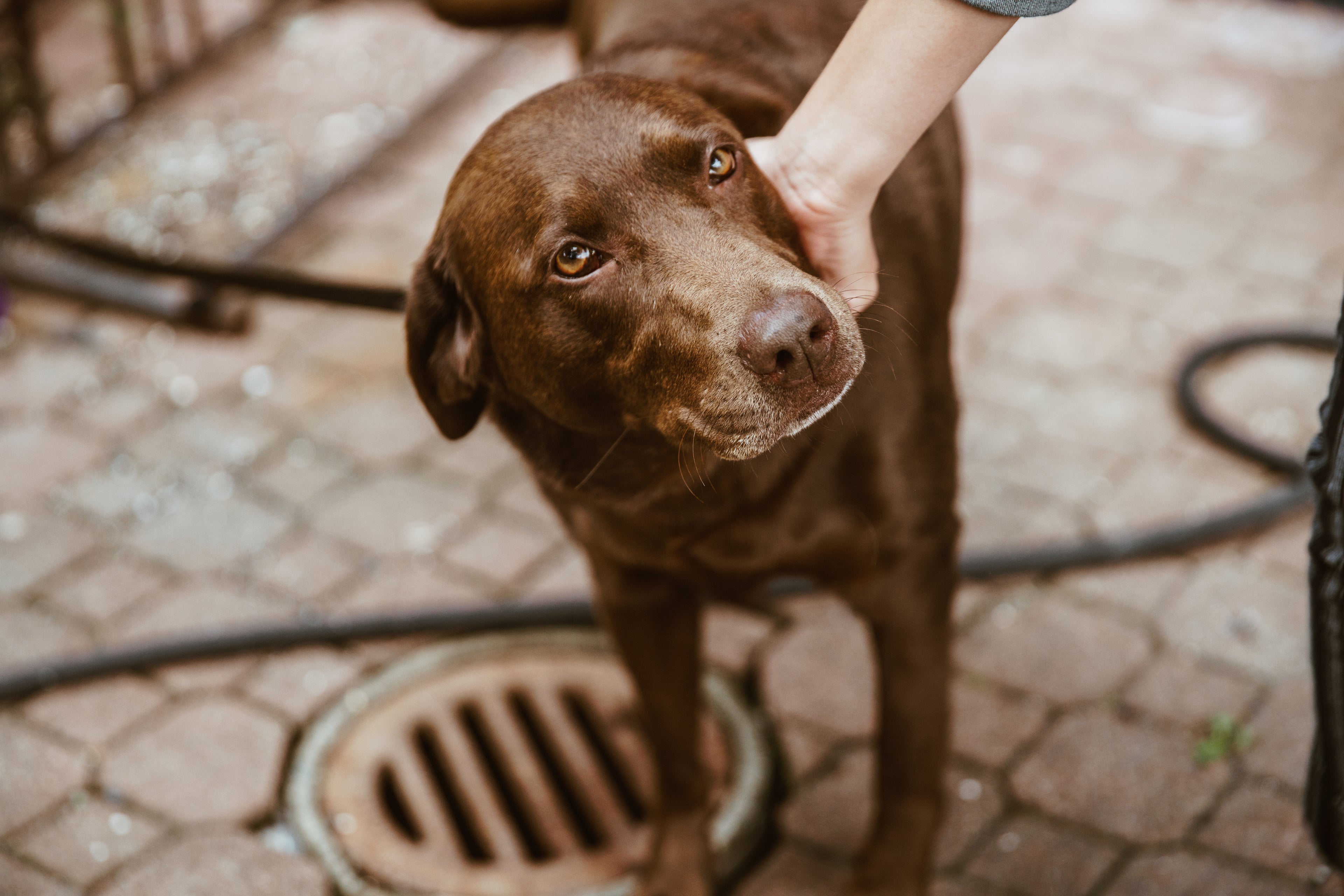 brown dog